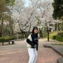 개나리공원 벚꽃구경 (2024.4.6)