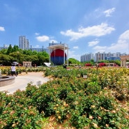 잠실 올림픽공원 장미축제 올림픽공원 들꽃마루 유채꽃 꽃양귀비 올림픽공원 장미광장