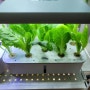 알리 인기많은 와이파이 식물 재배 시스템 LED 수경재배 무토양 스마트 식재기계 자체급수 구입처,가격,후기