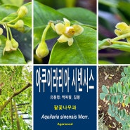아쿠이라리아 시넨시스[Aquilaria sinensis](2)꽃...팥꽃나무과 상록교목, 침향(沈香)종류