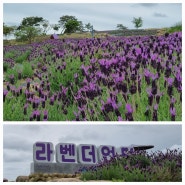 [우리 섬 트레킹6] 신안 박지도 라벤더에 홀리다_라벤더 꽃 보러 홋카이도 대신 박지도로!