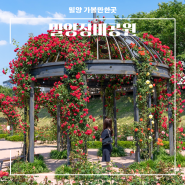 밀양 여행 장미공원 장미축제 경남 아이와 가볼만한곳 꽃구경 5월 가족여행 추천