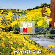 함안 여행 악양 생태공원 금계국 개화 상황
