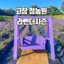2024 고창 청농원 라벤더시즌 기본정보 축제기간 입장료 개화시기 6월꽃축제