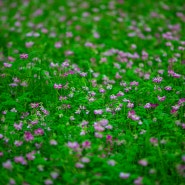 자운영 꽃이 예뻤던 우포늪의 봄