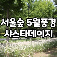 서울 피크닉 하기 좋은곳 5월 서울숲 샤스타데이지 가볼만한곳