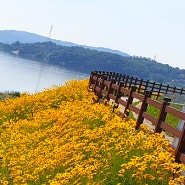 덕소역 삼패지구 한강공원 꽃 나들이 양귀비 수레국화 금계국
