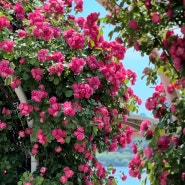 유채꽃, 장미꽃 축제 등 5월에 갈만한 꽃축제 정리
