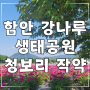 함안 강나루생태공원 청보리 작약 축제 개화상황