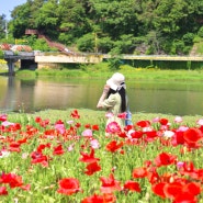 전남 축제 5월 가볼만한곳 장성 황룡강 길동무 꽃길축제