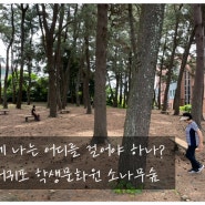 나는 이제 어디를 걸어야 하나? - 서귀포학생문화원 잔디광장, 소나무숲