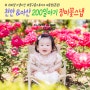 천안 야외 스냅사진, 아산 장미꽃과 함께한 200일 아기 화보사진 촬영