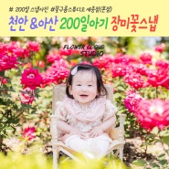 천안 야외 스냅사진, 아산 장미꽃과 함께한 200일 아기 화보사진 촬영