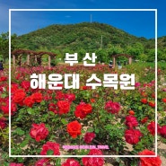 부산 해운대수목원 장미 라벤더 실시간 개화