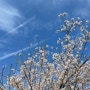 24 4월 일상 (아름다운가게, 한내로벚꽃길, 장수버섯마을, 최정최다홈런)