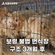 동물자유연대, 보령 불법 번식장 구조 후 3개월 간의 여정