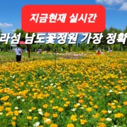 [지금현재 실시간~] 가평 여행 자라섬 남도 꽃정원 꽃축제 가평 가볼만한곳