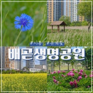 서울 근교 유채꽃 명소 시흥 배곧생명공원