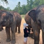 [푸켓여행 5박6일] 코끼리 케어캠프 코끼리 목욕, 먹이주기 체험