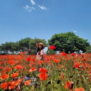 수원 탑동시민농장 붉은 양귀비꽃 물결을 만나는 곳, 주차