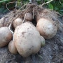감자 수확시기 통큰 감자키우기 방법! 순치기, 추비(웃거름), 감자잎 꽃따기