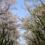 영암 시골 일상 4월 끝물 벚꽃의 여운
