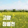 고양 창릉천 유채꽃 위치 주차 축제정보 서울근교 꽃구경