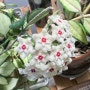식물일기 - 마리홍 하우스 꽃소식 그리고 식물 수다