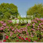 대전 한밭수목원 장미 꽃축제 만개