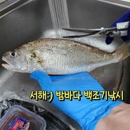 서해:)당일치기여행/드라이브로 밤바다보러 갔다가 백조기,붕장어낚시 성공🤍