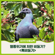 [섬·연안 생물실록] 멸종위기에 처한 비둘기? 못 찾겠다 비둘기~ 흑비둘기!