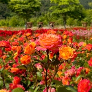 부산 해운대 수목원 장미축제 카트 예약 꽃축제 5월 꽃구경 아이랑