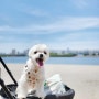 강아지랑 해외여행, 도쿄 오다이바 해변공원