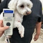 6월에 일본 나리타 공항으로 가는 말티즈 믹스 유키 : 강아지 고양이 일본 동물검역 수입허가서 광견병 항체가 검사 절차 비용