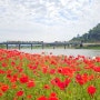 꽃들이 가득한 장성 황룡강생태공원