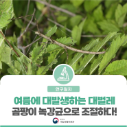 [연구일지] 여름에 대발생하는 대벌레, 곰팡이 녹강균으로 조절하다!