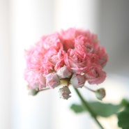 데니스 제라늄 꽃 오월의 신부로 간택되다 :)