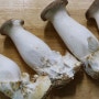 새송이버섯 보관법 손질 냉장 냉동 오래 보관