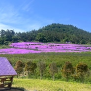 전남5월 꽃축제 신안 퍼플섬 2024라벤더 축제