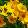 코스모스와 비슷한 여름꽃, 금계국 키우기