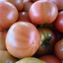 아산 바름농부의 토마토 농가 방문기