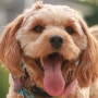 강아지 입냄새의 대표적인 원인들 : 치석제거가 필요한 시점일까?
