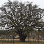 [인천 장수동] 800년 은행나무