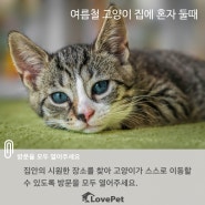 [고양이 여름나기] 반려묘 더운날 여름철 집에 혼자 둘때