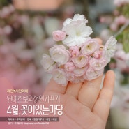 [원예초보]정원꾸미기 / 4월의 정원, 봄꽃들이 피기 시작해요!