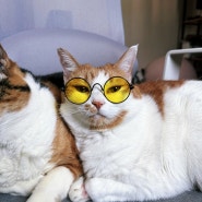 고양이안경 강아지용 선글라스