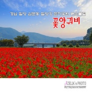 경남 밀양 5월 가볼만한곳:: 삼문동 밀양강 둔치공원 붉은물결 꽃양귀비【24년5월15일】