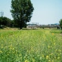 유채꽃 명소 대전 벚꽃길 피었던 유채꽃밭 전민동 갑천 풍경