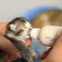 브리티쉬 고양이 아깽이들 분유 먹이기