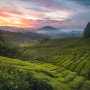 말레이시아, 캐머런 하이랜드 차 재배지(Cameron Highlands tea plantations, Malaysia)